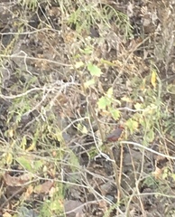 Coryphospingus cucullatus