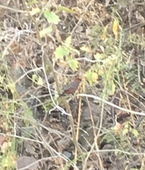 Coryphospingus cucullatus