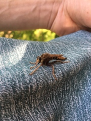 Asilus crabroniformis