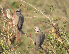 Colius striatus integralis