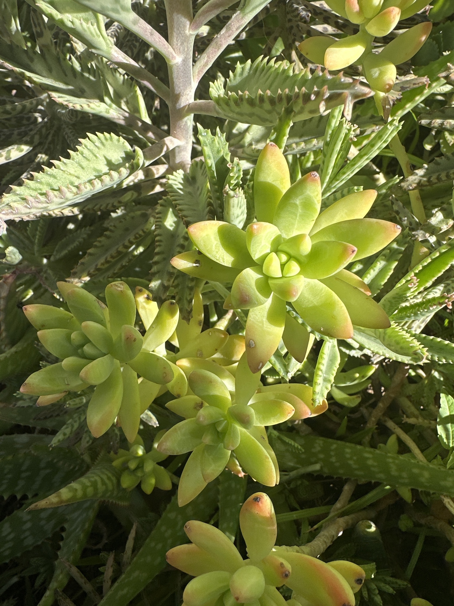 Imagem de Sedum rubrotinctum