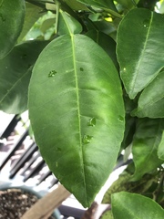 Citrus paridisi