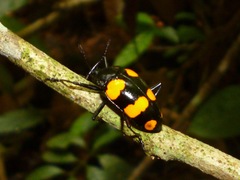 Scaphidomorphus bosci