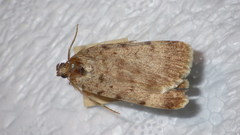 Autophila dilucida