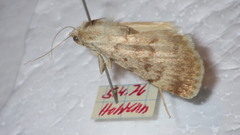 Autophila dilucida