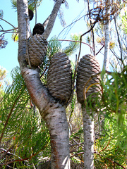 Leucadendron comosum comosum