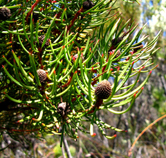 Leucadendron comosum comosum