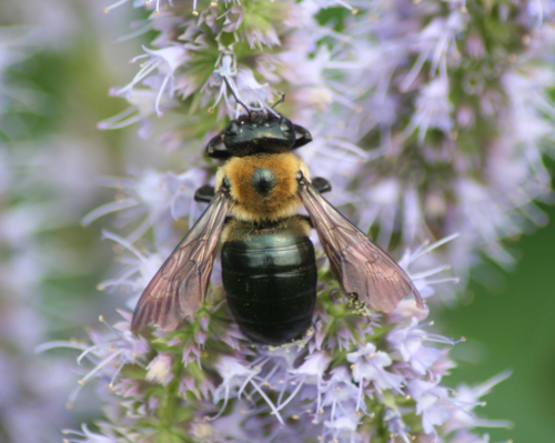 Eastern Carpenter Bee photo 3