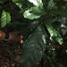 Leaf-litter Plant - Photo (c) Siddarth Machado, some rights reserved (CC BY), uploaded by Siddarth Machado