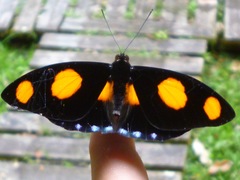 Catonephele numilia esite