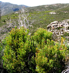 Leucadendron comosum comosum