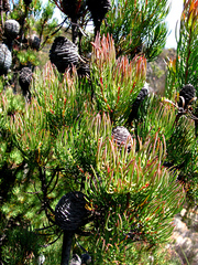 Leucadendron comosum comosum