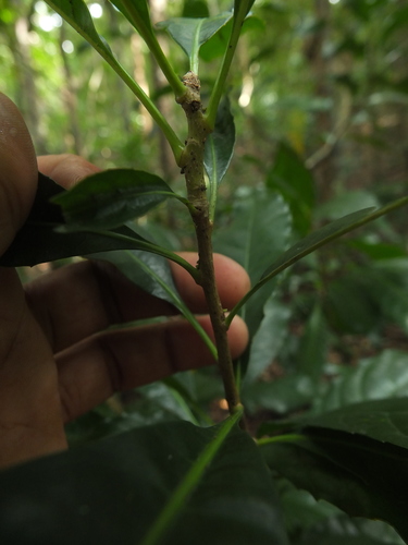 Image of Agrostistachys indica by (c) Siddarth Machado, some rights reserved (CC BY)