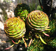 Leucadendron comosum comosum