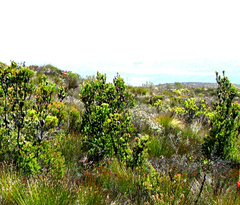 Leucadendron comosum comosum