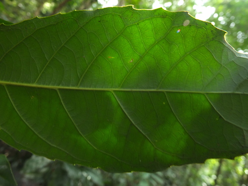 Image of Agrostistachys indica by (c) Siddarth Machado, some rights reserved (CC BY)