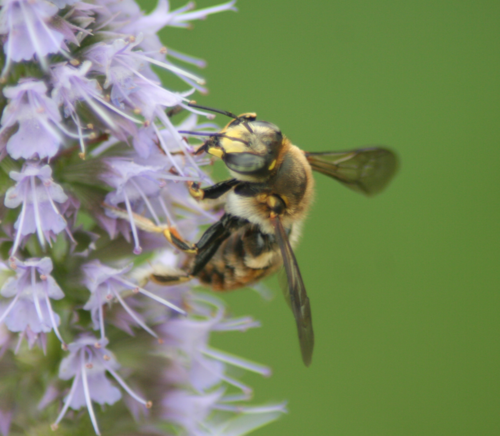 European Woolcarder Bee photographed in Delaware