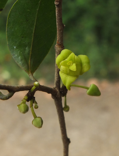 Alphonsea