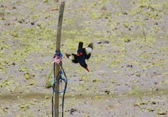 Halcyon cyanoventris