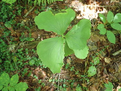 Trillium