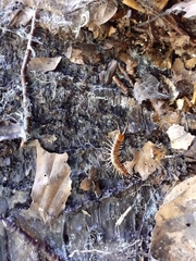 Lithobius variegatus