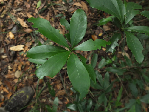 Alseodaphne semecarpifolia