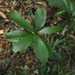 Alseodaphne semecarpifolia - Photo (c) Siddarth Machado, algunos derechos reservados (CC BY), subido por Siddarth Machado