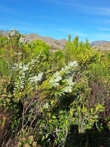 Image of Erica perspicua by (c) Adele SL, some rights reserved (CC BY)