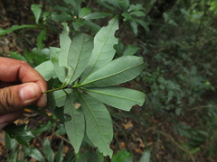 Alseodaphne semecarpifolia