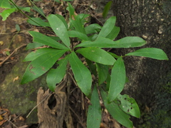 Alseodaphne semecarpifolia