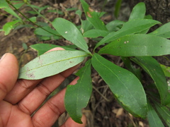 Alseodaphne semecarpifolia