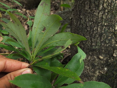 Alseodaphne semecarpifolia