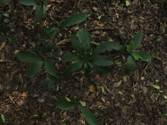 Alseodaphne semecarpifolia