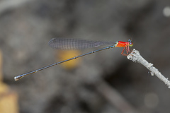 Amphicnemis gracilis