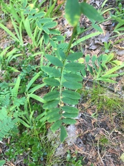 Astragalus neglectus