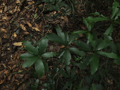 Alseodaphne semecarpifolia