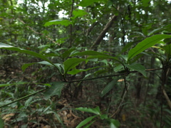 Alseodaphne semecarpifolia