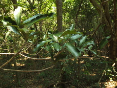 Alseodaphne semecarpifolia