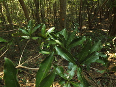 Alseodaphne semecarpifolia