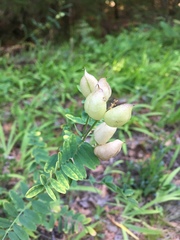 Astragalus neglectus
