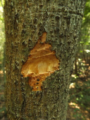 Alseodaphne semecarpifolia