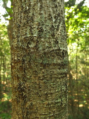 Alseodaphne semecarpifolia