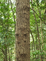 Alseodaphne semecarpifolia