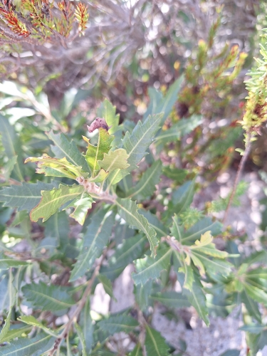 Myrica serrata, photograph 4