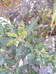 Adele SL, CC BY, iNaturalist via GBIF Myrica serrata, photograph Adele SL, CC BY, iNaturalist via GBIF