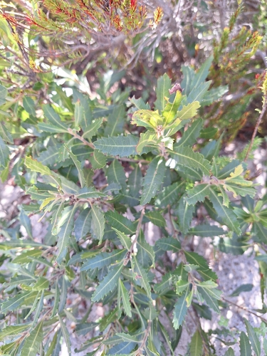 Myrica serrata, photograph 5