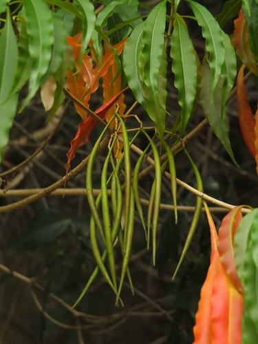 Image of Alstonia venenata by (c) Siddarth Machado, some rights reserved (CC BY)