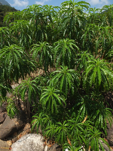 Image of Alstonia venenata by (c) Siddarth Machado, some rights reserved (CC BY)