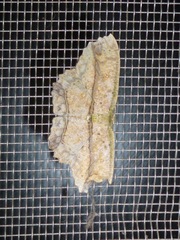 Cyclophora melitia