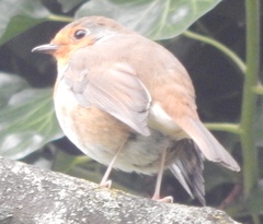 Erithacus rubecula
